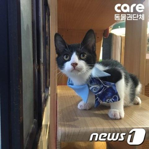 본문 이미지 - 고양이 '폼폼'.ⓒ News1