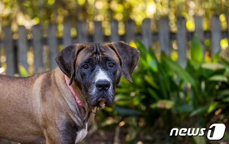 본문 이미지 - 입시견 에밀리(Emily)는 휴메인 소사이어티 인터내셔널(HSI)이 지난해 여름 구조해 미국으로 입양됐다.(사진 HSI 제공)ⓒ News1