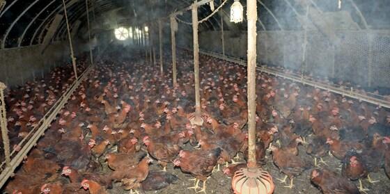 본문 이미지 - 여름철 더위에 닭들이 폐사하는 것을 막기 위해 안개분무로 열기를 낮추고 있는 양계장 모습.  사진은 기사 내용과 관련없다. ⓒ News1 