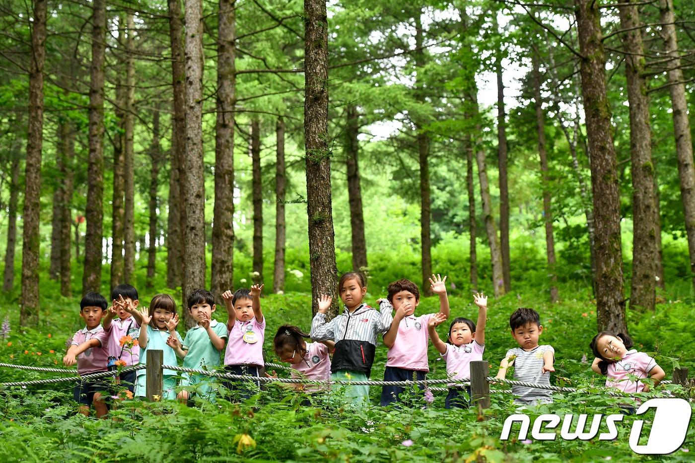 본문 이미지 - 함백산 야생화축제 ⓒ News1 박하림 기자
