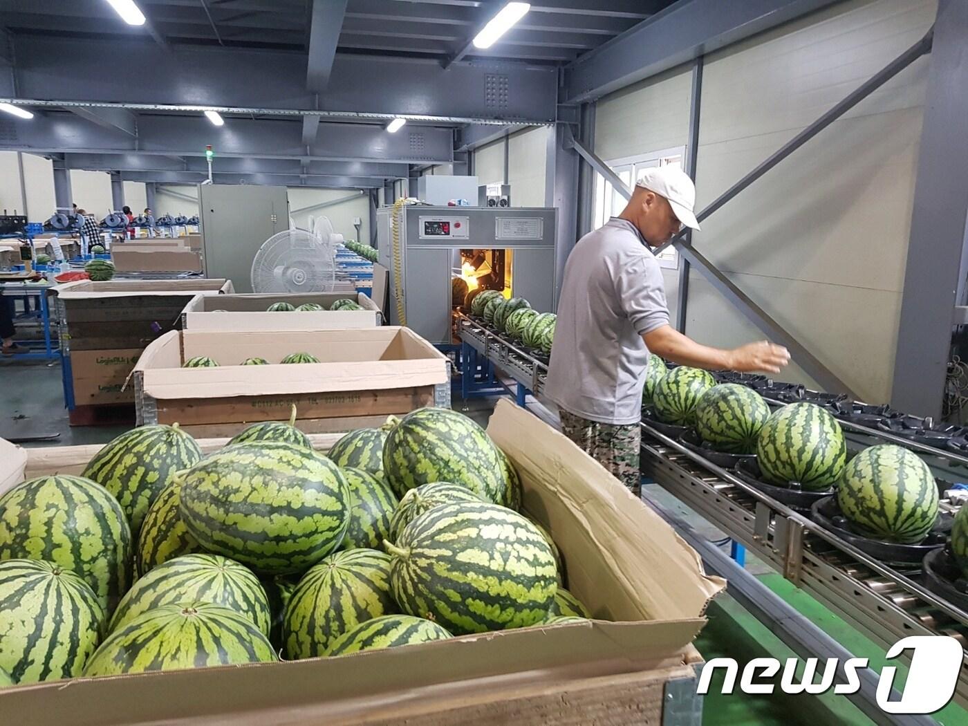 본문 이미지 - 23일 진안고원 수박이 출하를 시작했다.(진안군제공)2018.07.23/뉴스1ⓒ News1