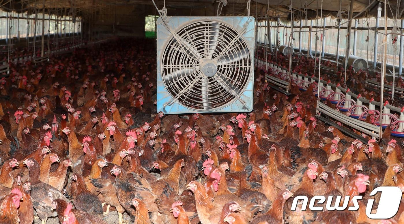 본문 이미지 - 여름철 양계농가 자료사진.(뉴스1 DB).사진은 기사 내용과 무관함) / 뉴스1 ⓒ News1