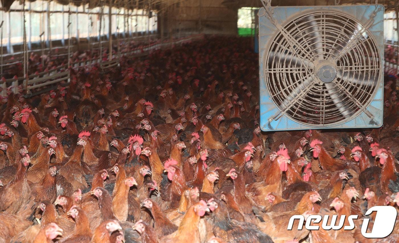 양계농장 자료 사진/ⓒ News1 