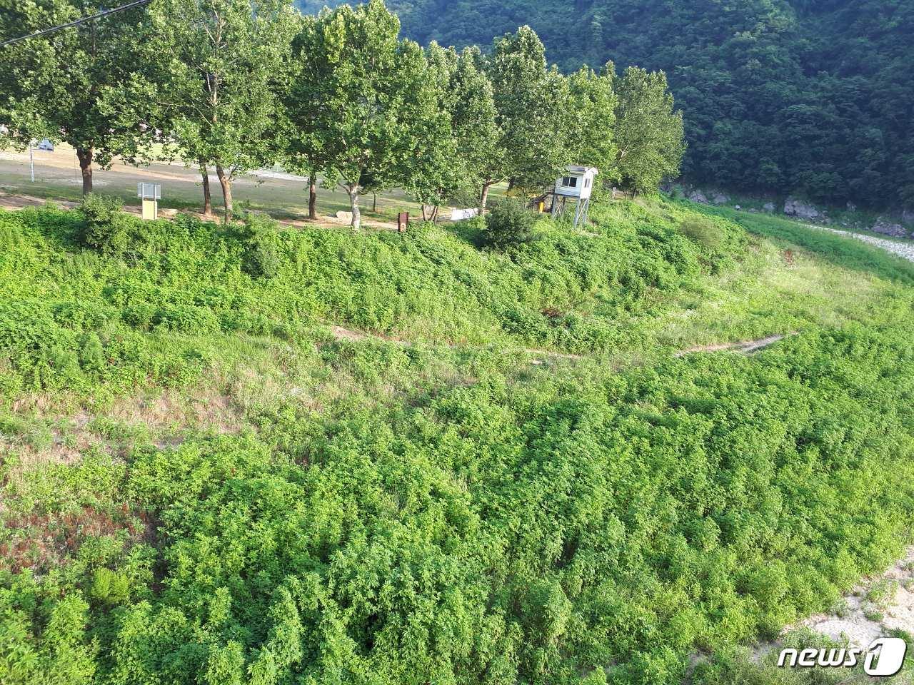 본문 이미지 - 충주 삼탄유원지 주변이 유해식물인 ‘단풍잎돼지풀’로 뒤덮여 있다. ⓒ News1