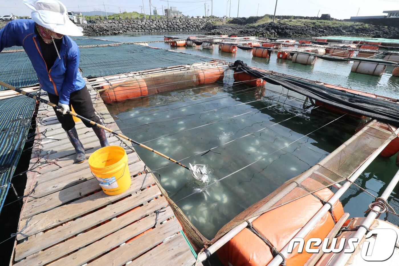제주시 한경면 용수리의 한 가두리양식장에서 양식장 관계자들이 고수온으로 폐사한 넙치를 건져내고 있다. ⓒ News1 