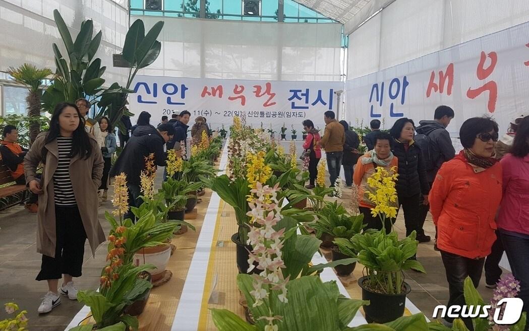 본문 이미지 - 신안 새우란 전시 모습/뉴스1 ⓒ News1 