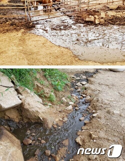 본문 이미지 - 28일 경북 칠곡군 동명면 팔공산 자락의 한 축사 가축 분뇨가 인근계곡으로 흘러들고 있다(경북도제공)2018.7.28/뉴스1ⓒ News1