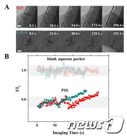 본문 이미지 - 중수와 글리세롤-물 혼합액에서 고분자 손상 비교(IBS 제공)ⓒ News1