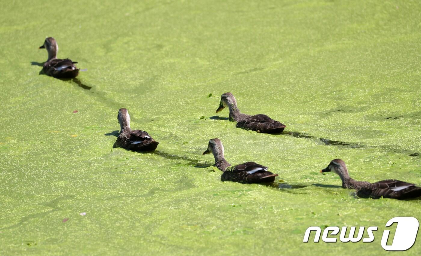 연일 폭염이 계속되고 있는 31일 전북 전주시 덕진공원에서 오리 가족이 녹조가 발생한 호수를 헤엄치고 있다. .2018.7.31/뉴스1 ⓒ News1 문요한 기자