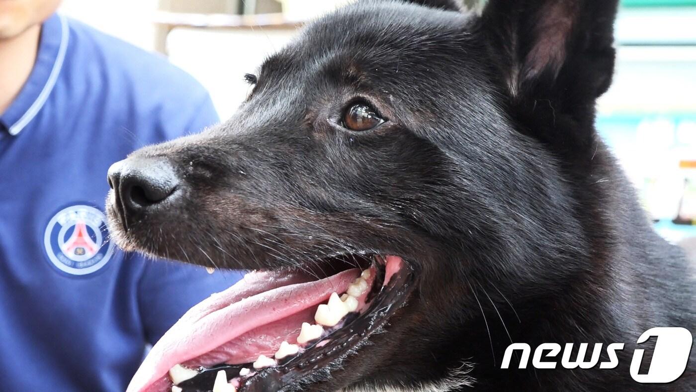 바르개에 참가한 '해피'.ⓒ News1 정윤경 기자