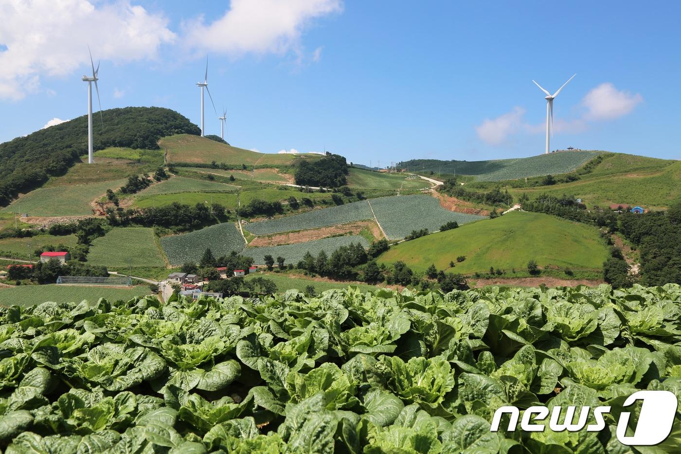 본문 이미지 - 붙볕더위가 계속되고 있는 1일 고랭지배추 생산지인 해발 1200m의 강원 강릉시 왕산면 대기리 안반데기마을에 배추들이 무더위를 견디며 자라고 있다. 안반데기는 강원도의 고랭지 지역으로 해발이 높아 한 여름에도 도심 보다 기온이 낮고 시원한 바람이 불어 배추 등 밭작물이 자라기 좋은 장소다.2018.8.1/뉴스1 ⓒ News1 권혜민 기자