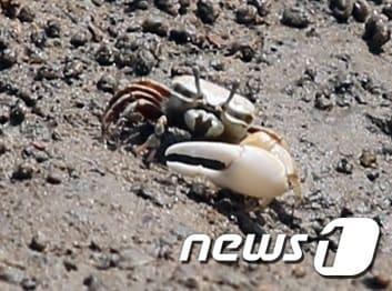 본문 이미지 - 흰발농게  (인천녹색연합 제공) /  뉴스1 