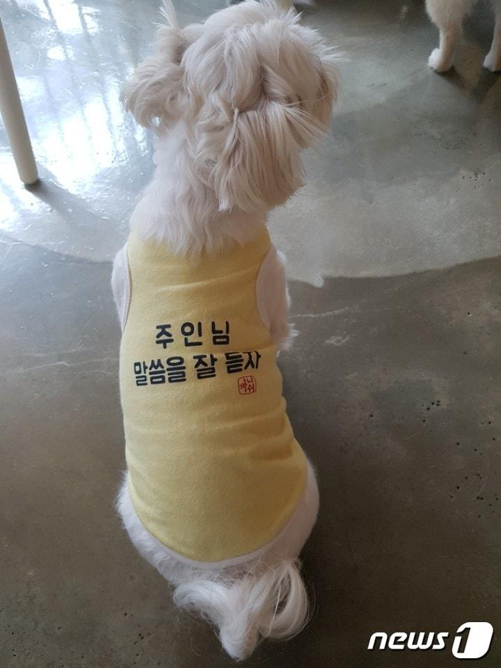 본문 이미지 - 얌전히 앉아있는 강아지. 사진 한준우 교수 제공 ⓒ News1