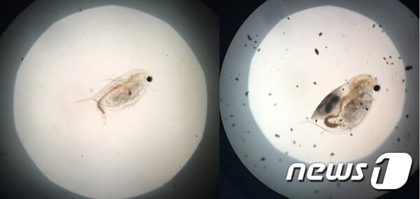 본문 이미지 - 왼쪽부터 물벼룩 수컷, 암컷ⓒ News1