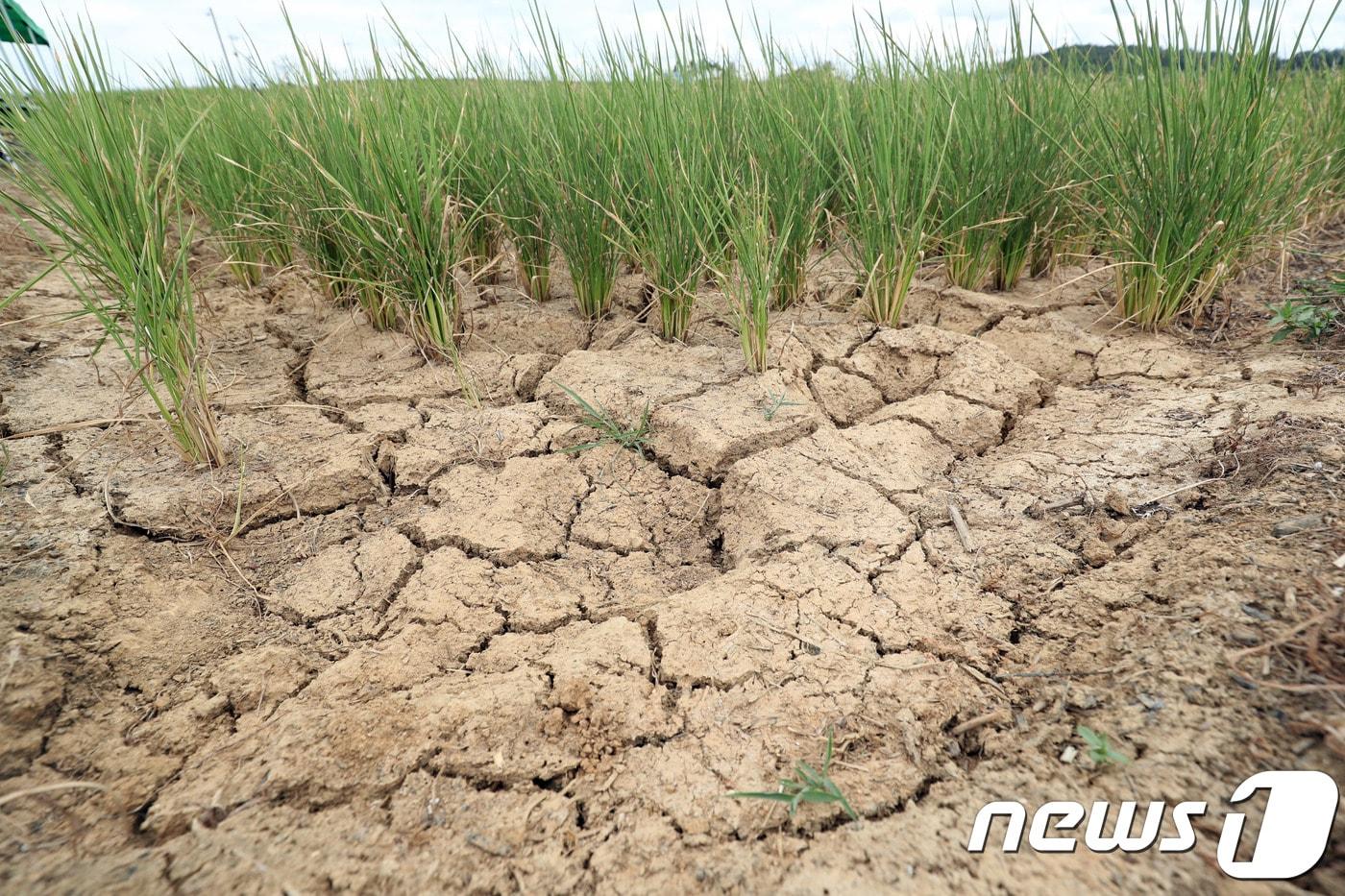 /뉴스1 DB ⓒ News1 남성진 기자