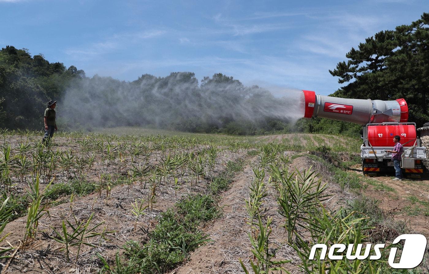 본문 이미지 - 충남 논산 한 밭에서 가뭄으로 인한 농작물 피해를 막기 위해 광역방제기를 이용해 물을 공급하고 있다. ⓒ News1 DB