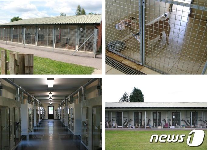 본문 이미지 - 영국 RSPCA 지부 동물보호소내 개, 고양이 보호실 모습. 사진 명보영 수의사 제공. ⓒ News1