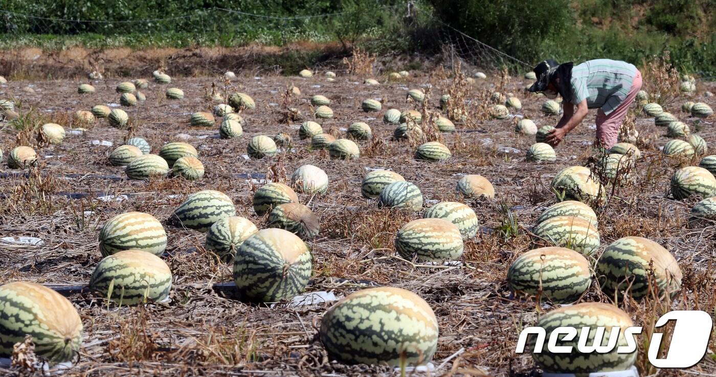 폭염에 수확을 포기한 수박들 &#40;자료사진&#41; /뉴스1 ⓒ News1 장수영 기자