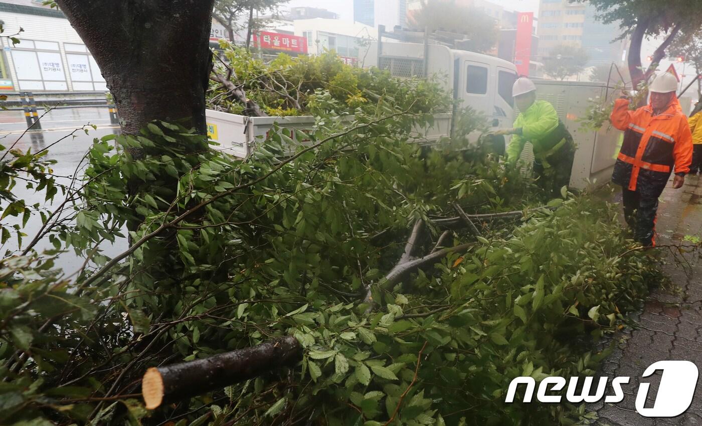 제19호 태풍 솔릭이 한반도를 향해 북상중인 23일 제주 서귀포시 중앙로 인근에서 서귀포시 관계자들이 강풍에 쓰러진 나무를 치우고 있다.2018.8.23/뉴스1 ⓒ News1 이석형 기자