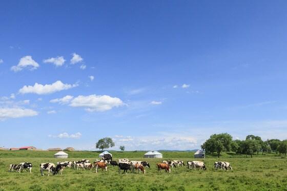 본문 이미지 - 몽골 초원