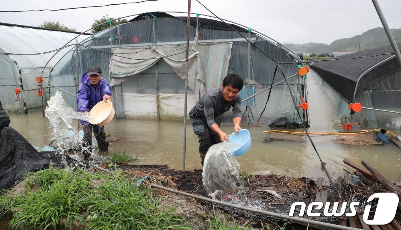 본문 이미지 - 대전·충남지역에 호우경보가 발령된 27일 오전 충남 금산군 한 깻잎 비닐하우스가 침수돼 농민들이 바가지로 물을 빼고 있다.  2018.8.27/뉴스1 ⓒ News1 주기철 기자