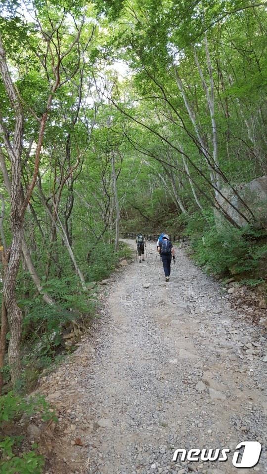 본문 이미지 - 직전마을에서 표고막터까지 1km구간은 최고의 걷기 코스다. 단풍나무가 하늘을 가리고 자갈이 깔려있는 길은 지리산에서 흔치않다.ⓒ News1