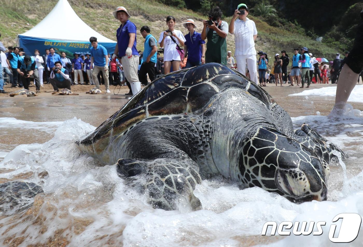 해양수산부와 해양환경공단, 해양생물자원관, 해양동물 구조·치료기관 등이 2018년 8월 29일 제주 서귀포시 중문 색달해수욕장에서 멸종위기종이자 보호대상해양생물인 바다거북을 방류하고 있다. 이날 방류된 바다거북은 붉은바다거북 7마리, 푸른 바다거북 6마리 등 총 13마리이며 국외에서 반입되거나 국내에서 구조, 부화된 바다거북이다.2018.8.29/뉴스1 ⓒ News1 이석형 기자