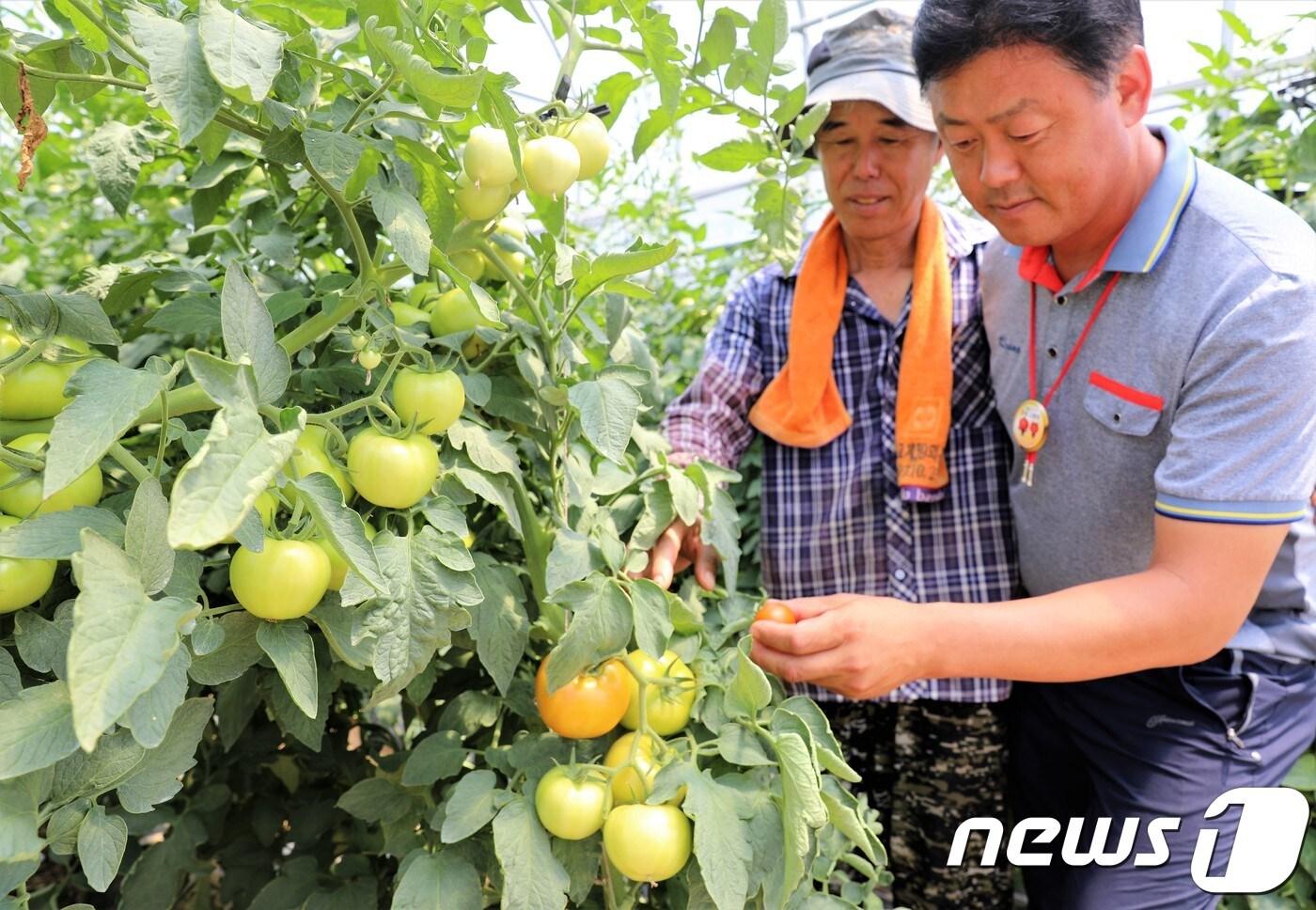 제7회 둔내고랭지토마토축제 개막 7일 앞둔 3일 강원 횡성군 둔내면 조용식씨&#40;60&#41; 토마토 농가에서 본격적인 수확철을 맞아 토마토를 수확하고 있다. 10일부터 3일 간 열리는 토마토축제에는 둔내면 200여 농가가 수확한 토마토 약 30톤이 투입될 예정이다.&#40;사진은 기사 내용과 무관함&#41; 2018.8.3./뉴스1 ⓒ News1 권혜민 기자