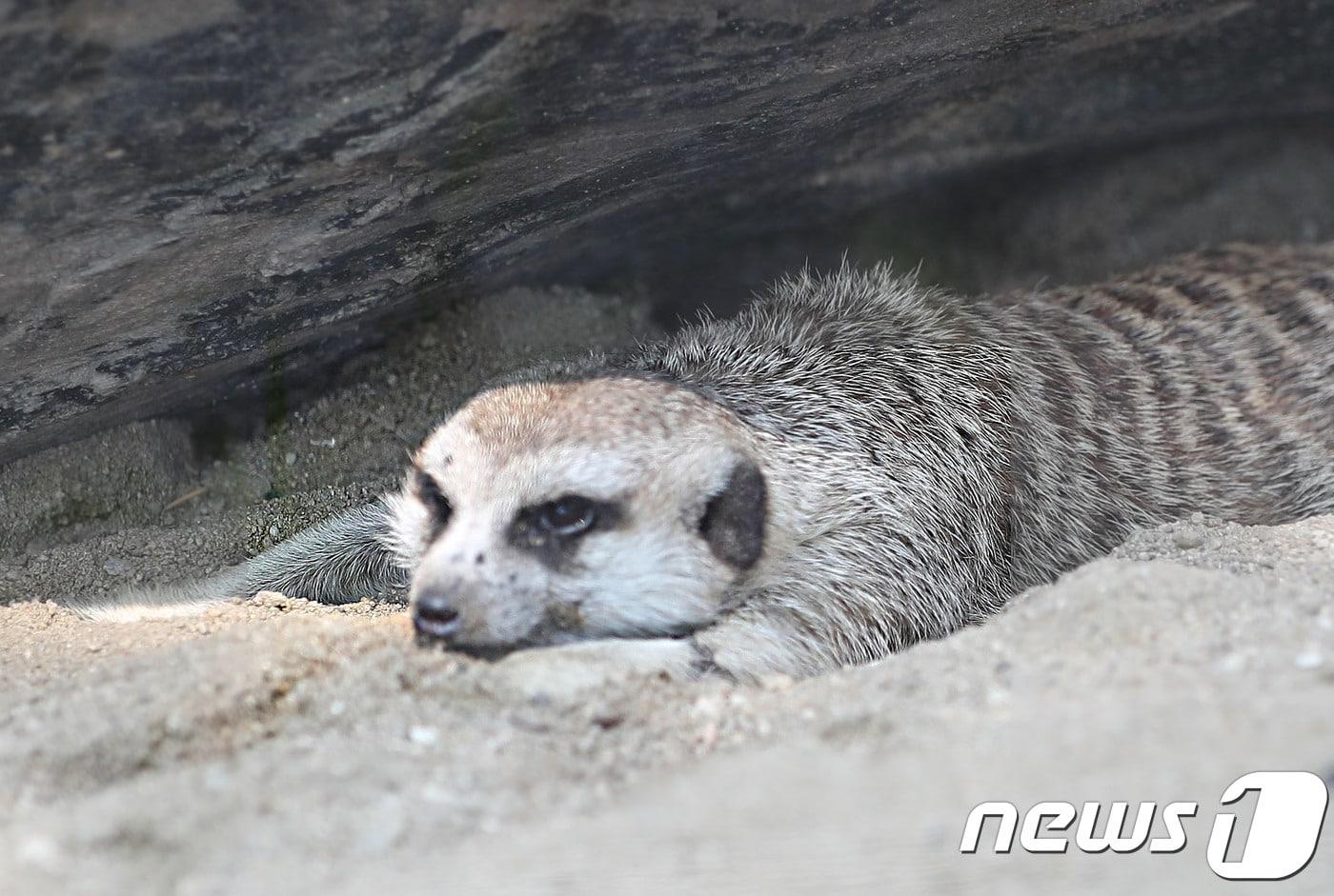 (사진은 기사 내용과 무관함) / 뉴스1 ⓒ News1