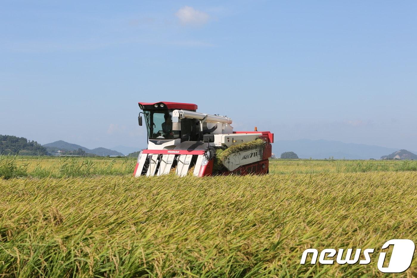 본문 이미지 - 벼수확.(해남군 제공)/뉴스1