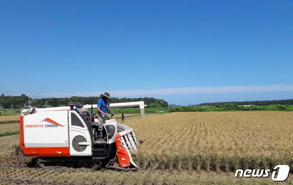 본문 이미지 - 강원도 강릉 벼수확 자료사진.&#40;강릉시 제공, 재판매 및 DB 금지&#41;