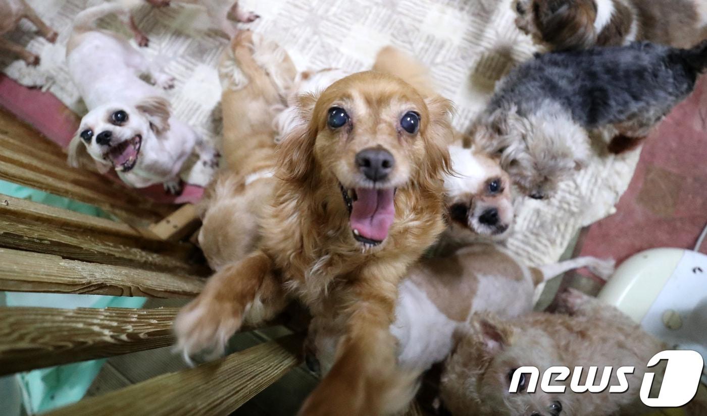 한 유기동물보호소에서 가족을 기다리는 유기견들./뉴스1 ⓒ News1 오장환 기자
