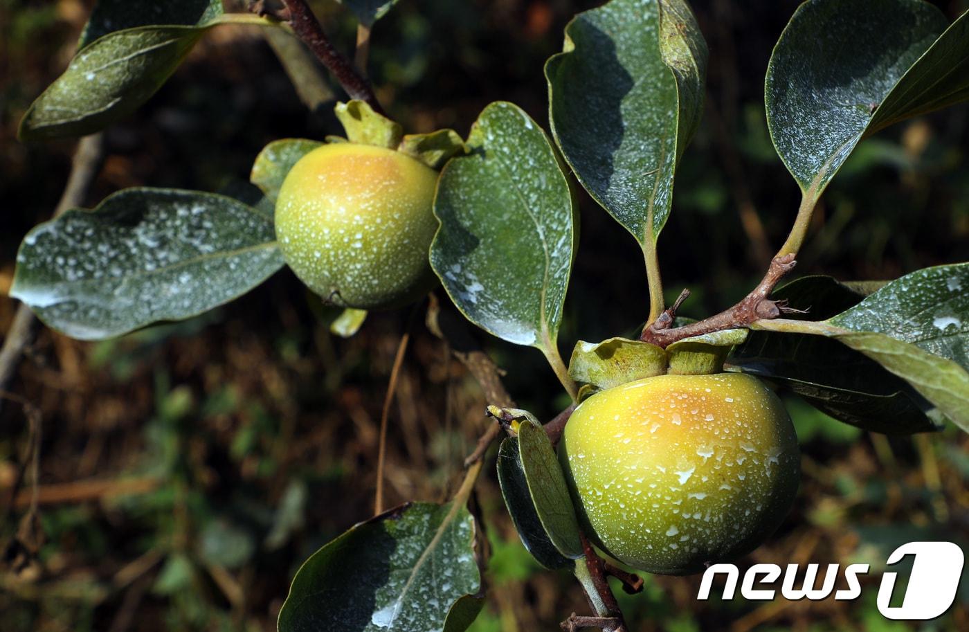 본문 이미지 - 9일 전남 담양군 고서면 한 단감농장에서 1달째 계속된 폭염으로 햇볕에 덴 감들이 감나무에 달려있다. 농장주는 이처럼 일소 현상(햇볕에 뎀)이 나타난 감은 물러져 상품가치가 없다고 설명했다.2018.8.9/뉴스1 ⓒ News1 한산 기자