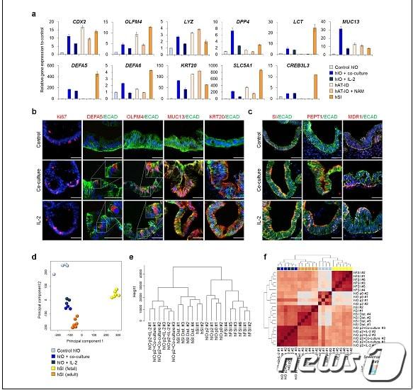 본문 이미지 - 공배양 혹은 IL-2 처리된 장관 오가노이드의 성숙 소장 특이적 특성 획득(한국생명공학연구원 제공)ⓒ News1