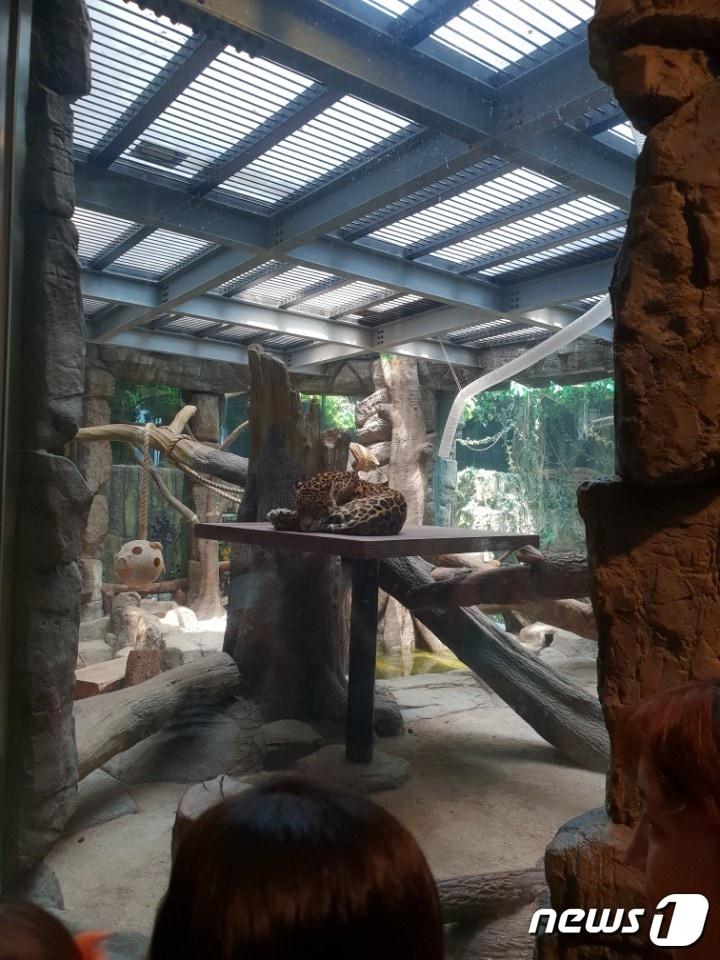 본문 이미지 - 일산 한화 아쿠아리움 재규어는 유리전시관에서 살고 있다. ⓒ News1 김연수 기자