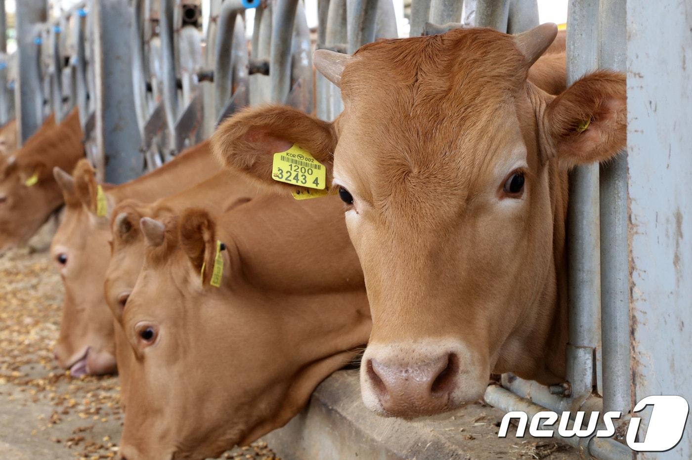 양양 한우(양양군 제공, 재판매 및 DB 금지) 