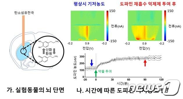 본문 이미지 - 실험동물에서의 생체 내 도파민 농도의 측정(한국연구재단 제공)ⓒ News1