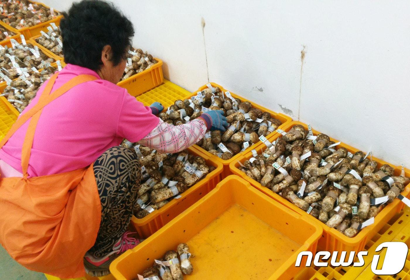 본문 이미지 - 송이 등급별 분류작업.(자료사진)/뉴스1 DB