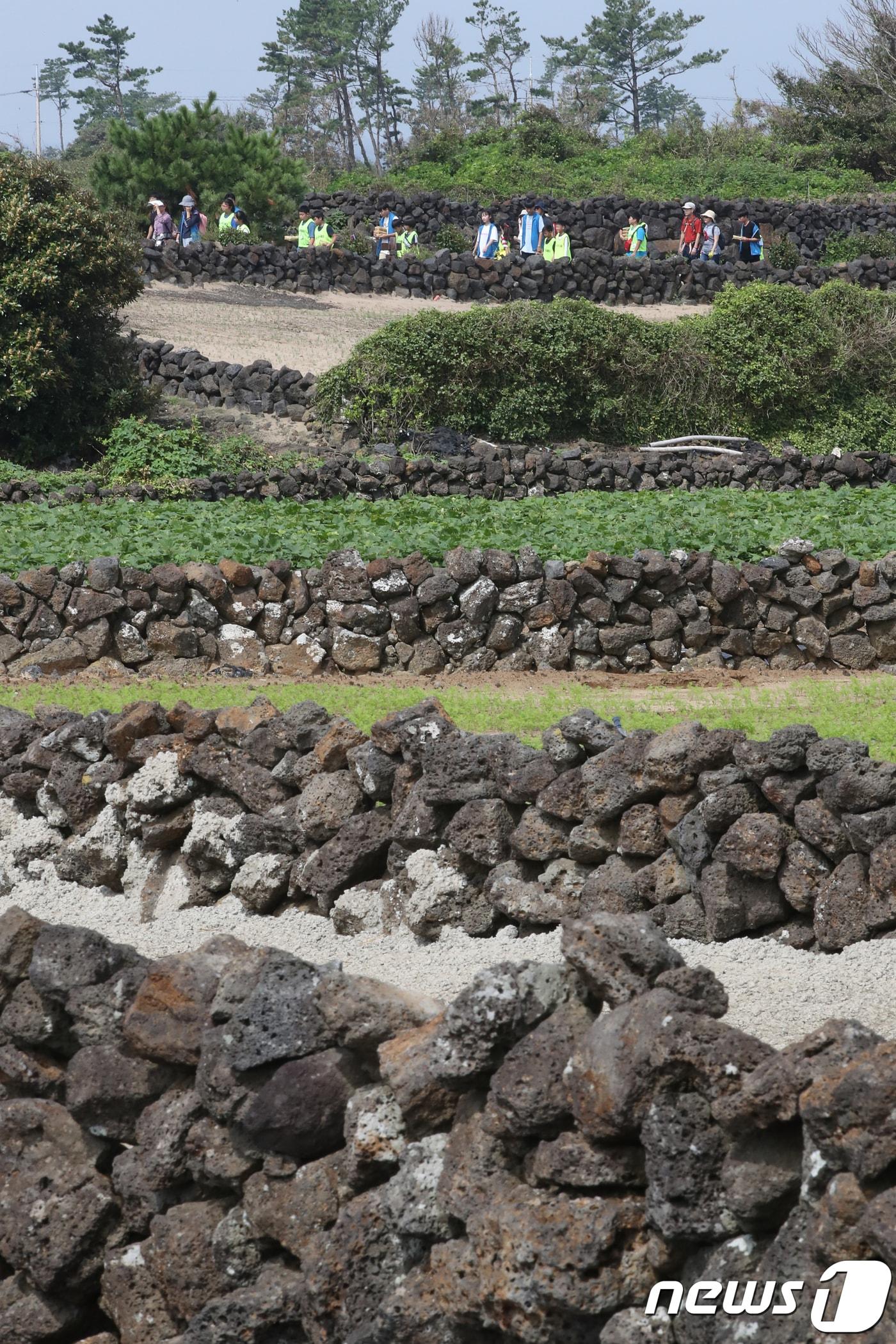 본문 이미지 - 제주도는 직선 길이 10㎝이상의 자연상태의 돌을 제주 보존자원으로 지정해 도외 무단 반출을 엄격하게 제한하고 있다. 제주 현무암을 이용해 쌓은 밭담길 사이로 관광객들이 걸어가고 있다. 2018.9.15/뉴스1 ⓒ News1 DB