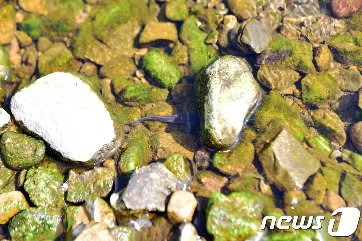 본문 이미지 - 대농갱이 치어 자료사진.  ⓒ News1 