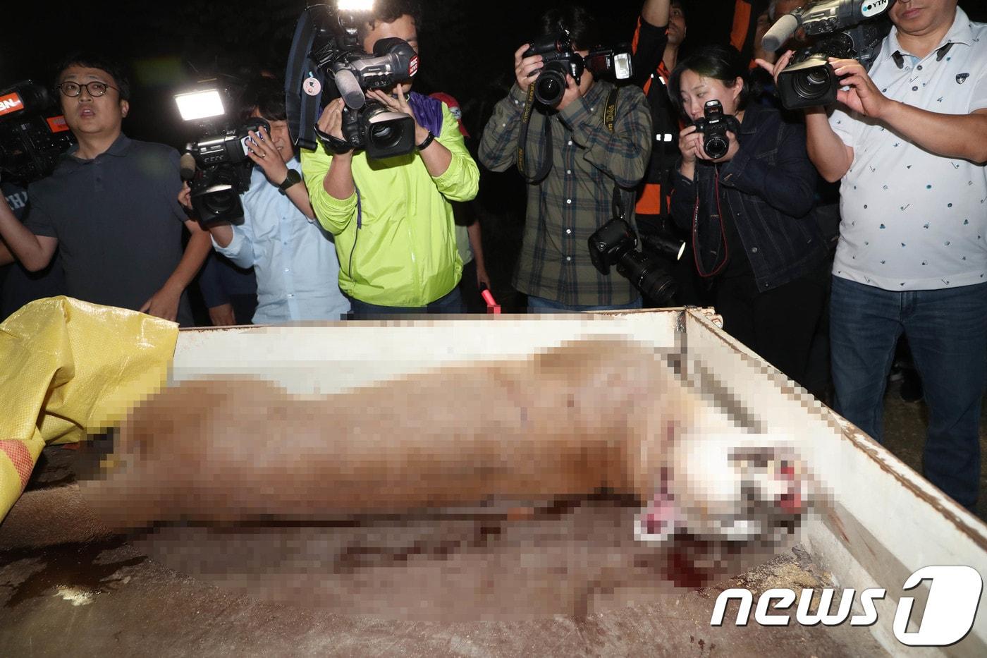 18일 오후 대전시 중구 사정동 대전동물원에서 탈출 4시간30여 만에 엽사에 의해 사살된 퓨마가 동물원 내 동물병원 구조차량으로 옮겨지고 있다.  2018.9.18/뉴스1 ⓒ News1 주기철 기자