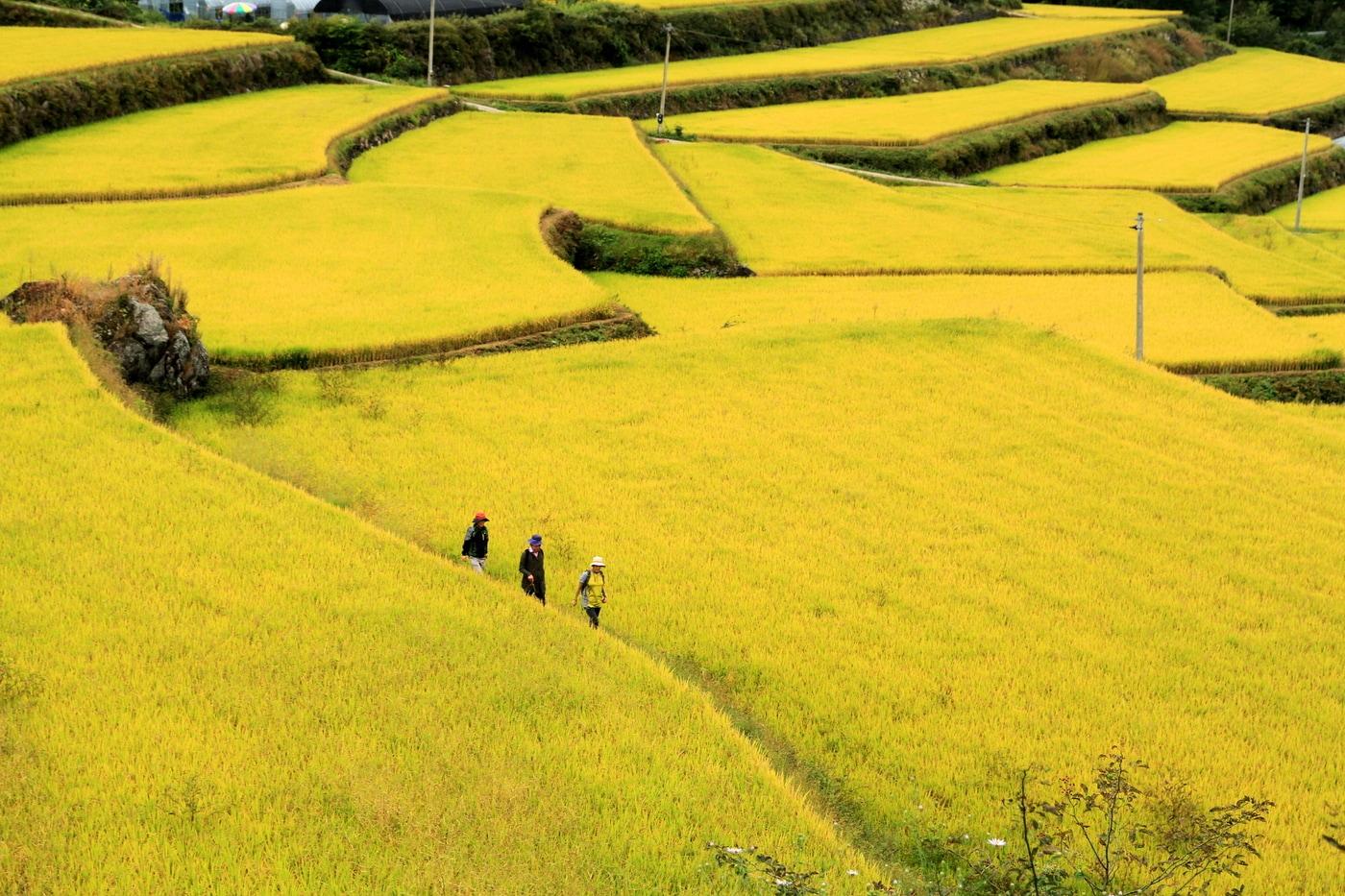 본문 이미지 - 전북 남원 상황마을 다랑이논. 남원시청 제공