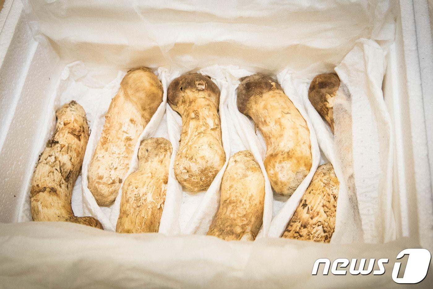 북한 김정은 국무위원장이 20일 문재인 대통령에게 선물한 송이버섯.(2018 남북정상회담 준비위원회 제공)ⓒ News1