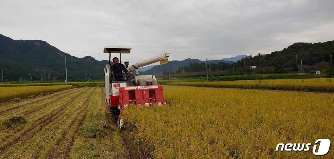 본문 이미지 - 21일 진안군이 조생종 벼 해담쌀 수확을 하고 있다.(진안군제공)2018.09.21/뉴스1ⓒ News1
