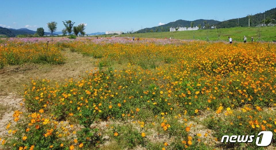 본문 이미지 - 경북 칠곡군 석적읍은 29일 포남리 덕포대교 일원에서 '코스모스 건강걷기 및 읍민 노래자랑'을 연다. 사진은 포남리에 조성된 코스모스 단지 전경(칠곡군제공)2018.9.27/뉴스1ⓒ News1