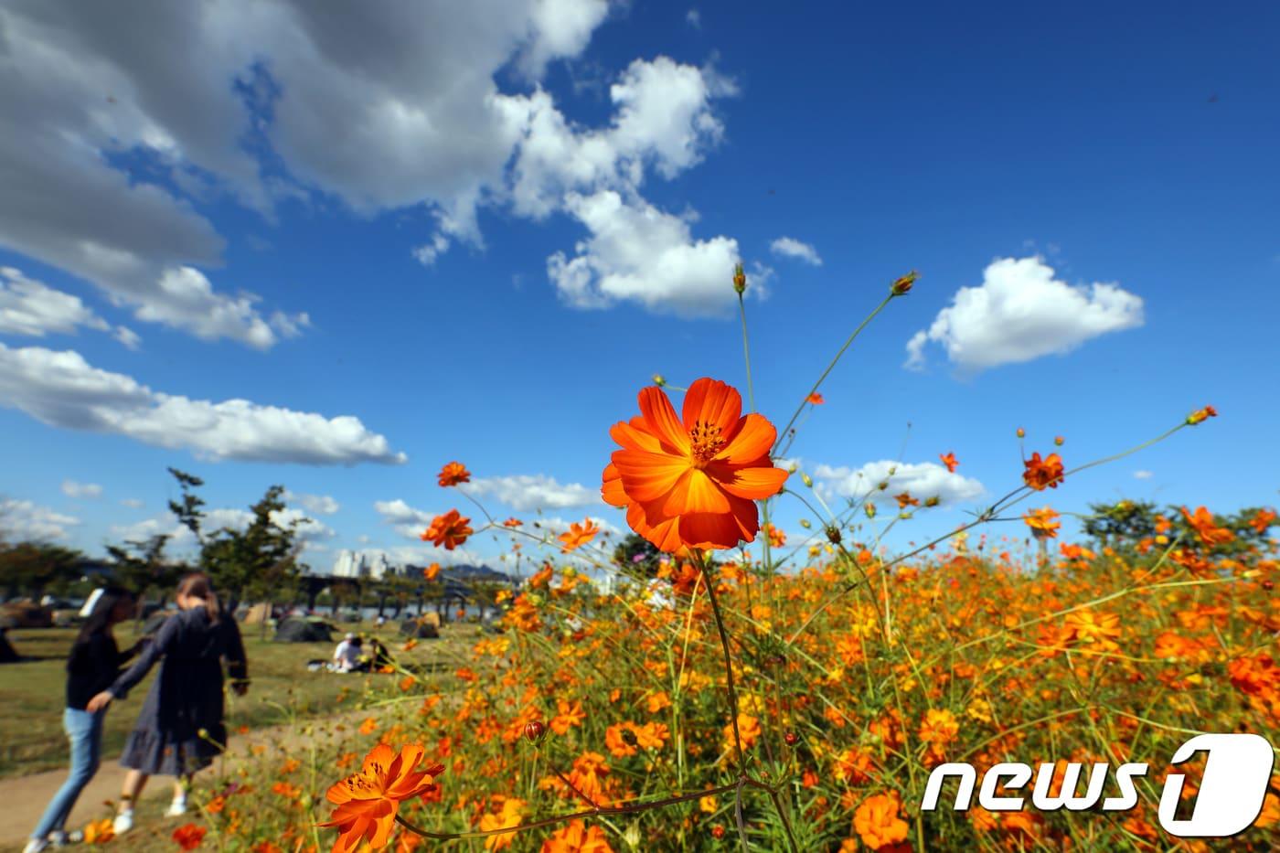 27일 오후 서울 여의도한강시민공원에 황화코스모스가 활짝 피어있다. 2018.9.27/뉴스1 ⓒ News1 황기선 기자