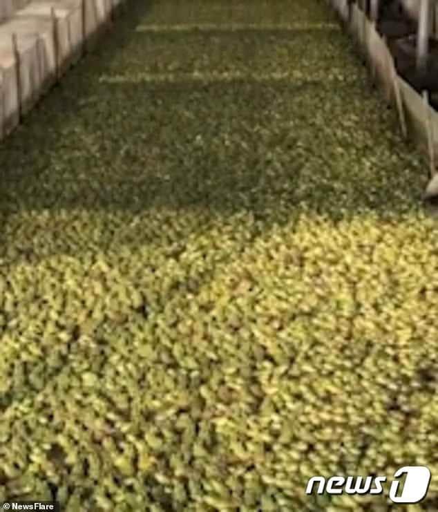 본문 이미지 - 탱크 안 수만마리의 황소개구리가 식용으로 운반되고 있다.(사진 News Flare)ⓒ News1