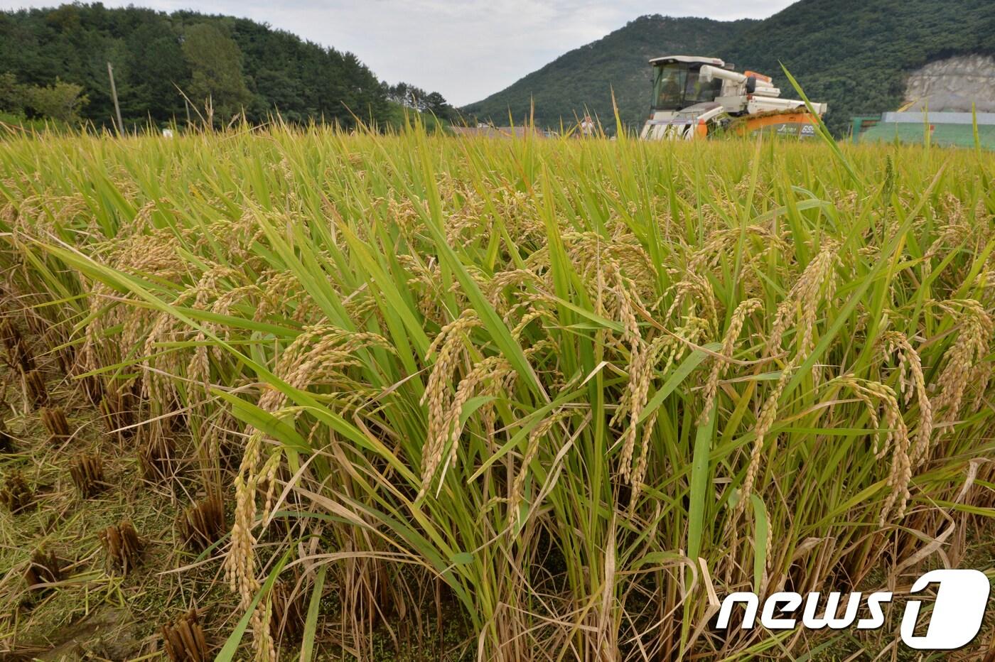 본문 이미지 - 전북 정읍시는 2월1일부터 29일까지 비대면으로 기본형 공익직불금 접수를 받는다.(뉴스1/DB) ⓒ News1 