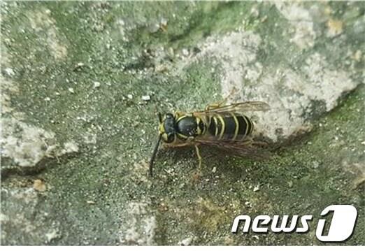 본문 이미지 - 땅벌.(국립공원관리공단 제공) ⓒ News1