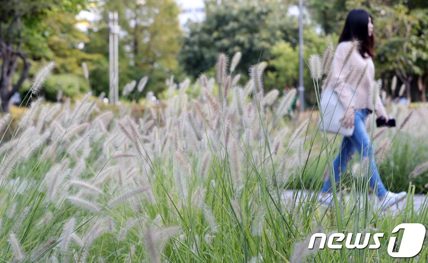본문 이미지 - 9일 대전·충남엔 늦은 오후까지 시속 55㎞의 강한 바람이 불 것으로 예보됐다. 대전 시청 앞 수크령 길을 한 시민이 걷고 있다.  ⓒ 뉴스1